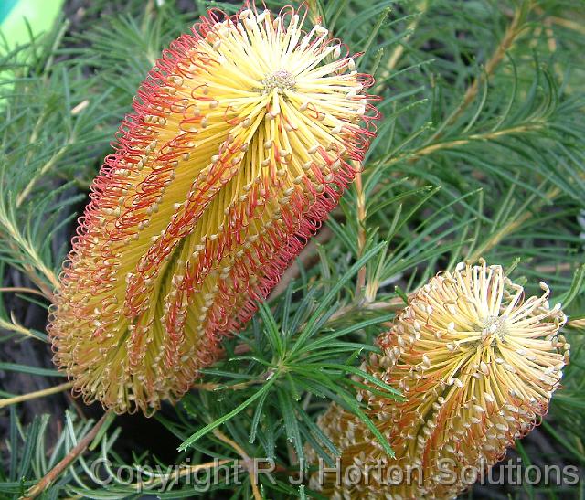 Banksia Cherry Candles